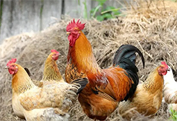 Imagen Registro de explotaciones domésticas / autoconsumo y explotaciones solo de aves